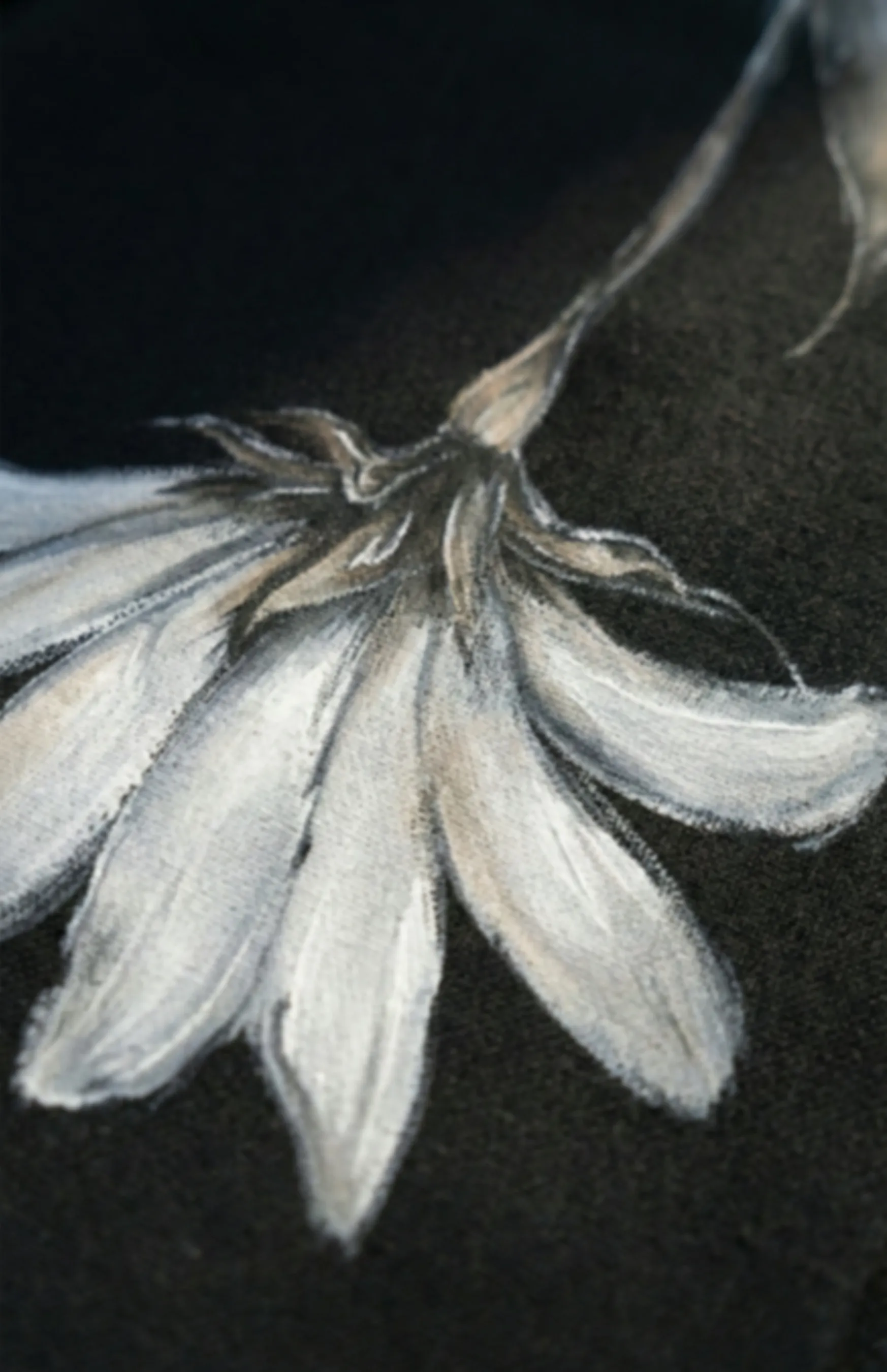 عباية - زهرة الدايزي